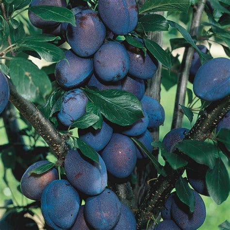 Gurneys Stanley Plum Prunus Live Fruiting Bareroot Tree 1 Pack 08432