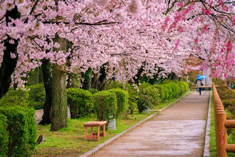 Free Stock Photo Of After The Rain Cherry Blossom Cherry