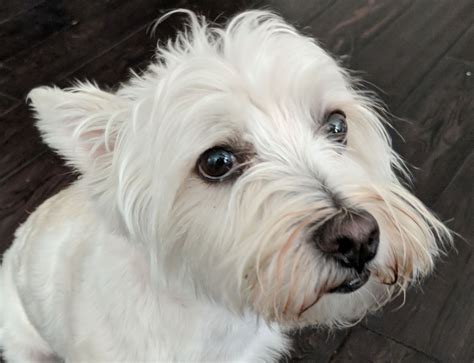 Molly West Highland Terrier Rescue Westies In Need Canada