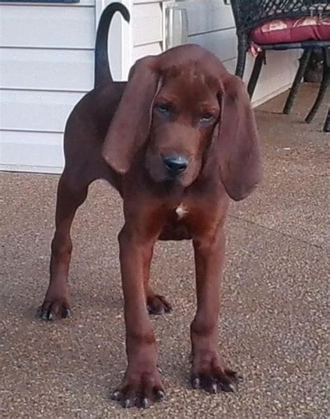 Redbone Hound Handsome Little Guy Bloodhounds I Love Pinterest