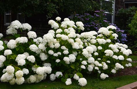 Hydrangea Arborescens Annabelle Landscape Plants Oregon State