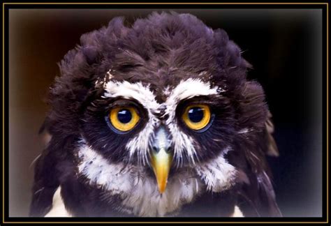 Spectacled Owl Owlsphpgenuspulsatrixands Flickr