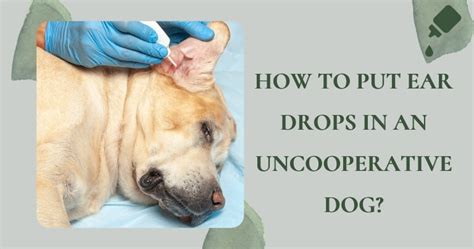 How To Put Ear Drops In An Uncooperative Dog Ways To Put Ear Drops In