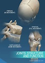 Fogar och ligament | Lär dig skelettanatomi | Mont Blanc