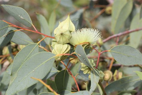 Eucalyptus Kingsmillii Kingsmills Mallee Cultivated Flickr