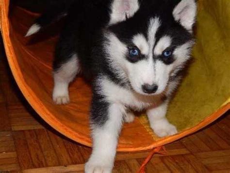 Common coat colors are light daily walks and regular play sessions will help your pup get plenty of exercise. Home and potty trained Siberian Husky puppies for adoption ...