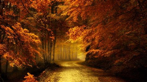 Forest Path Pathway Nature Autumn Red Leaves Forest Autumn Colors