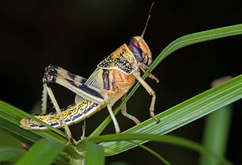 The Difference Between Cicadas And Locusts All You Need To Know