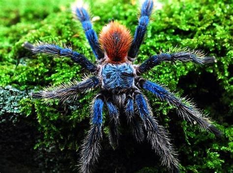Brazilian Blue Dwarf Tarantula For Sale Reptiles For Sale