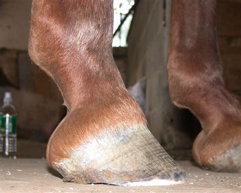 Ringbone Barefoot Hoofcare