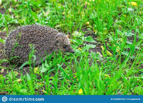 Forest Hedgehog In The Clearing A Spiky Ball On A Walk Among The Green