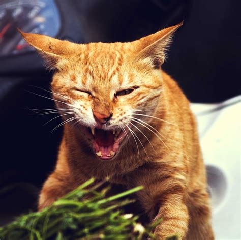 Free Photo Angry Cat Angry Animal Cat Free Download Jooinn