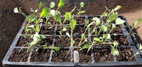 How To Grow Broccoli Love2learn Allotmenting