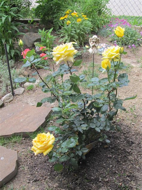 My Oregold Rose Bush In Bloom Yellow Is My Favorite Color