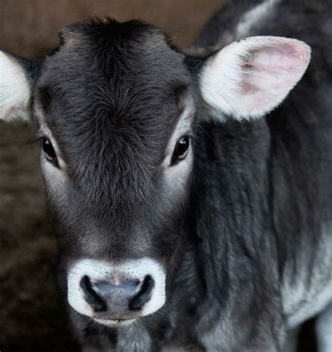 Cute Cow With Beautiful Eyes And Floppy Ears Farm Animals Animals And