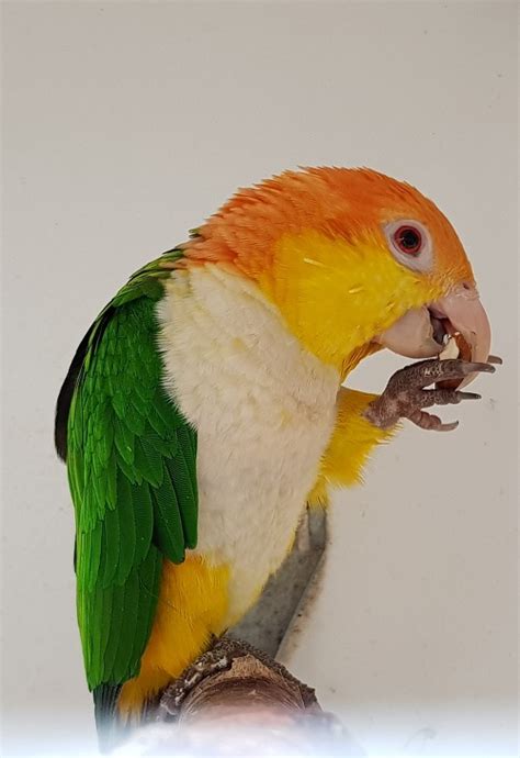 White Bellied Caique Care Diet And More Pionites Leucogaster