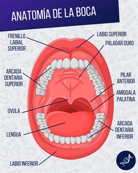 Anatomía De La Cavidad Bucal 🔹paradigmia