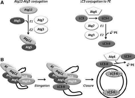 Conjugation Systems Involved In Autophagosome Formation A Nucleation