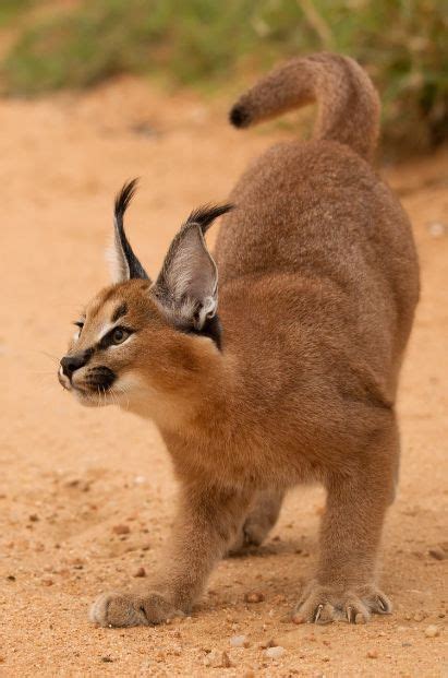 Pin On Animals Caracal Cats