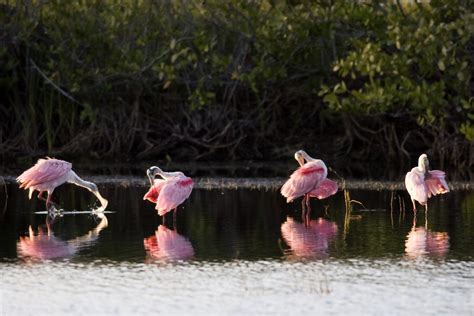 Complementing the pristine state park beaches on st george island is a public beach that is also inviting, and there are various options for things to do on the side when a break from the sand. Awesome things to do in Orlando Florida - 5. Merritt ...