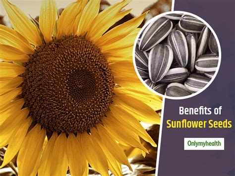 Exceptional Health Benefits Of Eating Sunflower Seeds Onlymyhealth