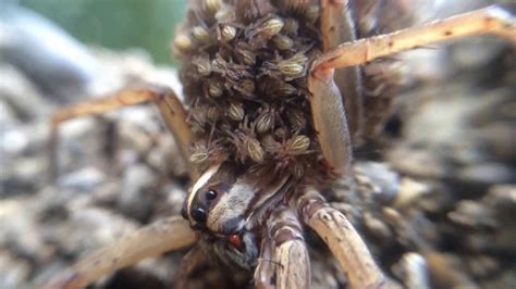 Tx Rabid Wolf Spider Attacks Man A Video For Halloween And Beyond