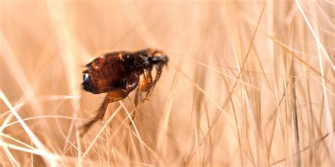 How To Fight Super Fleas Sandwell Pest Control Services