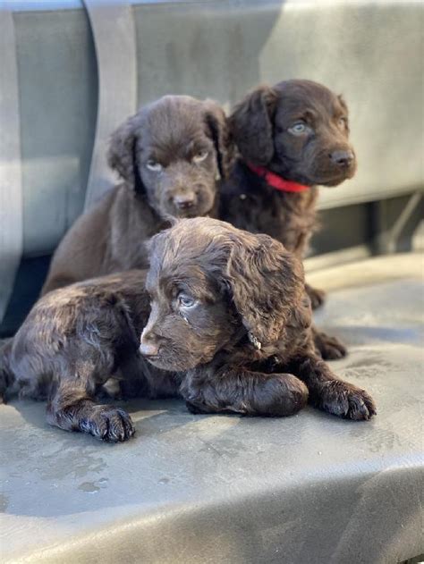 Boykin spaniel puppies for sale in atlanta georgia, ga local breeders. Boykin Spaniels - Puppies for Sale