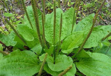 A Weed To Some Plantain Is A Survivalists Powerful Medicine
