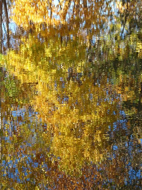 Autumn Reflection Cats Paw Fall Free Image Download