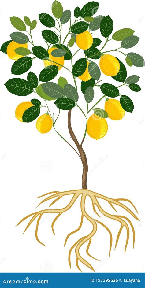Lemon Tree With Ripe Fruits And Root System Stock Vector Illustration