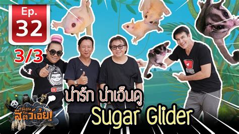 น่ารัก น่าเอ็นดู Sugar Glider(Incredible Flying Sugar Gliders)- เพื่อน ...