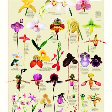 Orchid Chart 1000 In 2020 Types Of Orchids Beautiful Orchids Orchid Flower