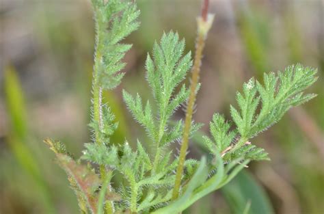 Redstem Filaree Noxious Weeds Of Colorado · Inaturalist