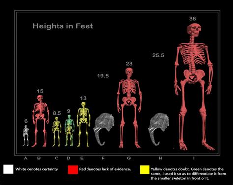 Grading The Giant Human Skeleton Chart True Freethinker