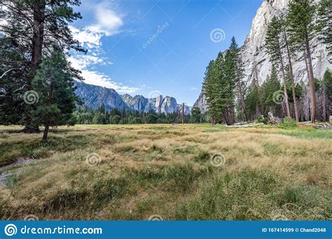 Grass Meadow With Tall Pine Trees On Each Side And Tall Mountains Near