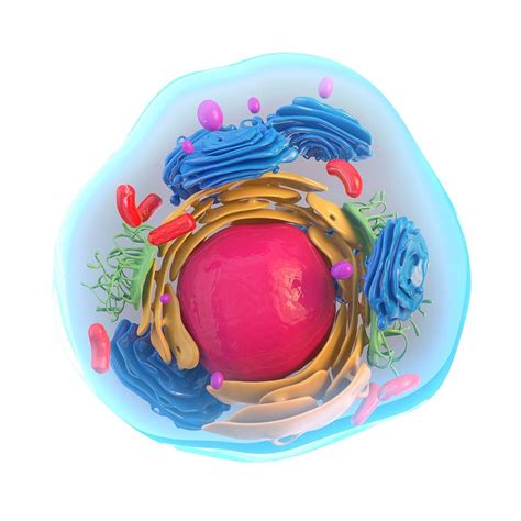 Animal Cell Artwork Photograph By Science Photo Library Fine Art America