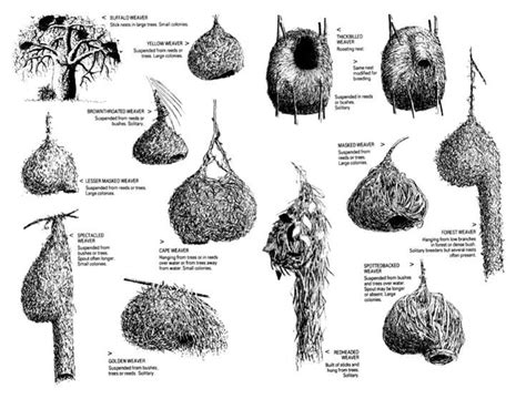 Different Weaver Bird Nest Weaver Bird Nest Bird Nest Bird Drawings