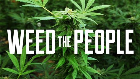 Is Weed The People Available To Watch On Canadian Netflix New On Netflix Canada