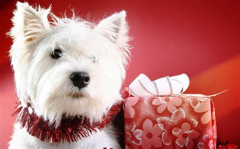 Christmas Puppy Wallpapers Wallpaper Cave