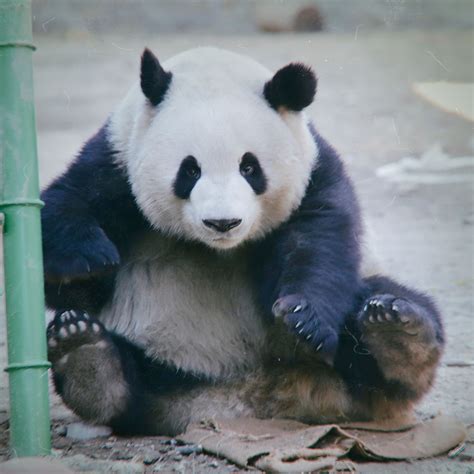 Giant Panda Meng Lan At Beijing Zoo In 2019