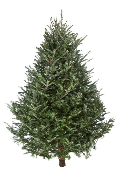 Real Christmas Tree Buying Guide What Are The Best Real Christmas Trees