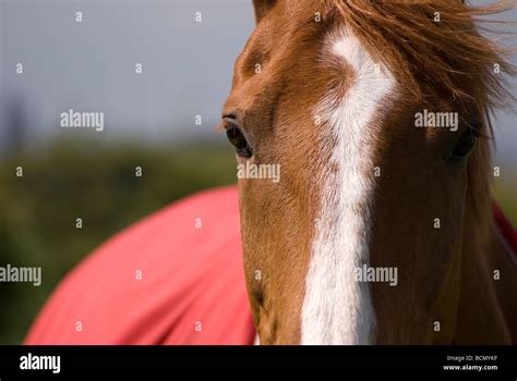 Chestnut Horse With White Blaze Hi Res Stock Photography And Images Alamy