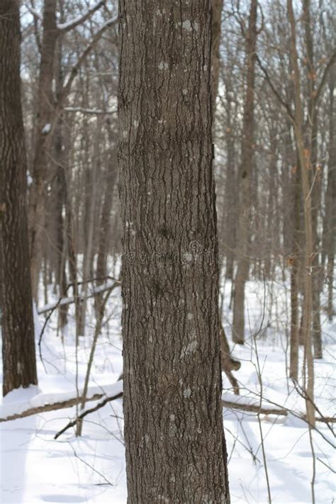 Sugar Maple Acer Saccharum Tree Bark Close Up In Winter Stock Photo