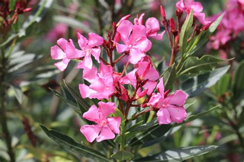 Oleander Nerium Oleander Pflege Und Überwintern Gartenlexikonde