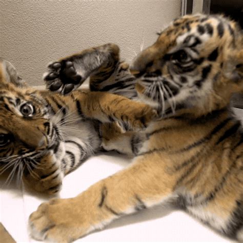 Tiger Cub  Find Share On Giphy My Xxx Hot Girl