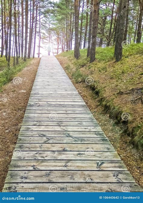 Wooden Footpath In A Pine Forest Stock Photo Image Of Beach Vacation