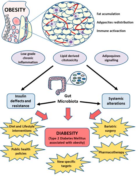 Frontiers Obesity And Type Diabetes Mellitus Connections 51 Off