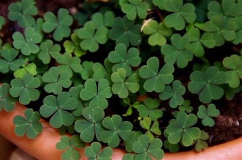 Clover In Post Free Stock Photo - Public Domain Pictures gambar png