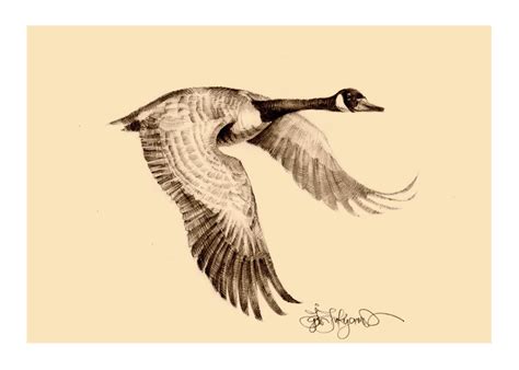 Flying Geese Drawing At Getdrawings Free Download